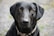 A close-up of a sleek black Labrador retriever with a shiny coat and bright eyes.