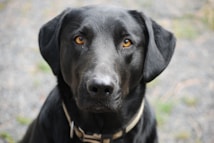 A close-up image of a Labrador Retriever with shiny black fur and striking amber eyes. The dog has a calm and attentive expression, and is wearing a light-colored collar. The background is blurred with muted tones, possibly gravel and grass.