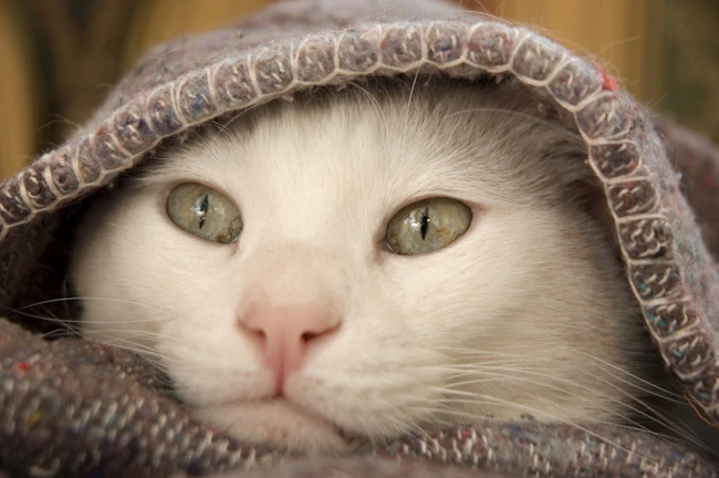A close-up of a cat’s curious eyes peeking from behind a cozy knitted scarf in soft yellow hues.