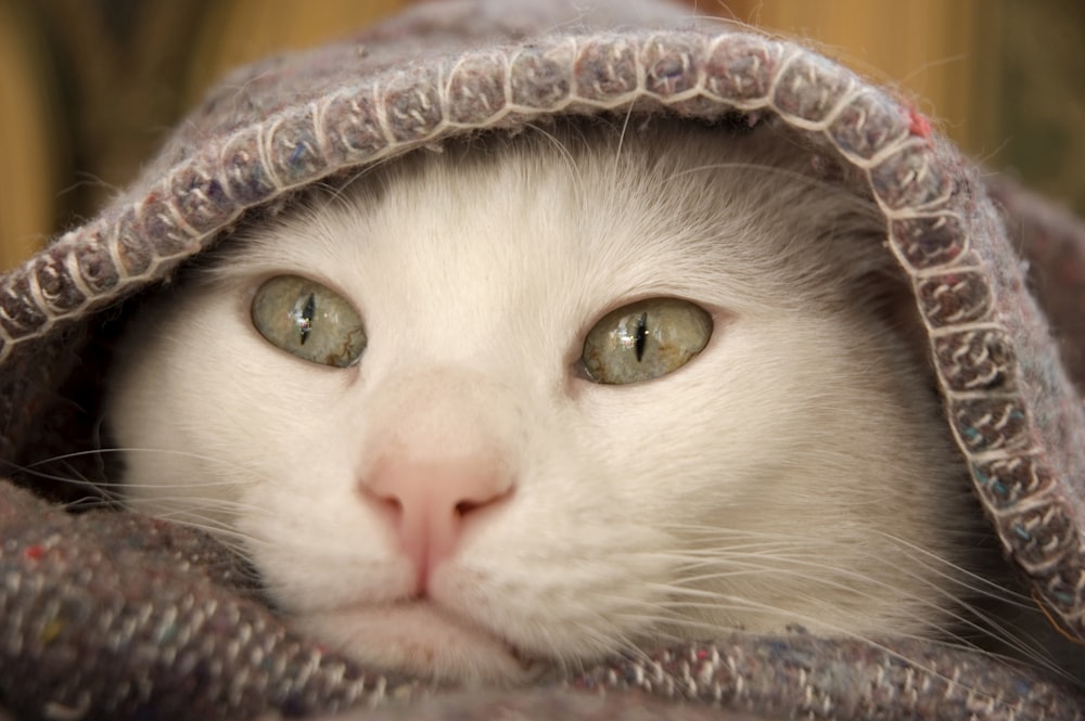 white cat under blanket