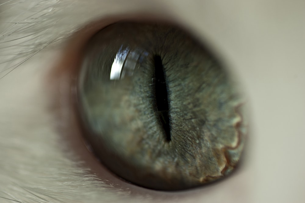 animal eye