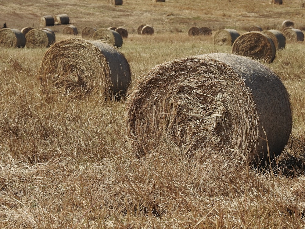 rolled hay on grass field