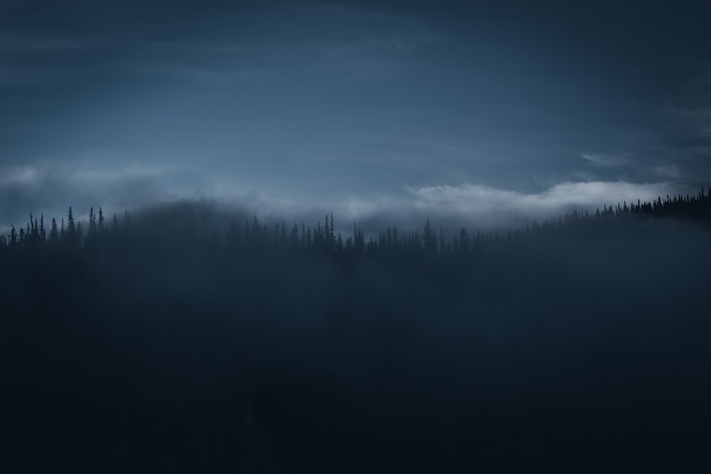 silhouette of trees during nighttime