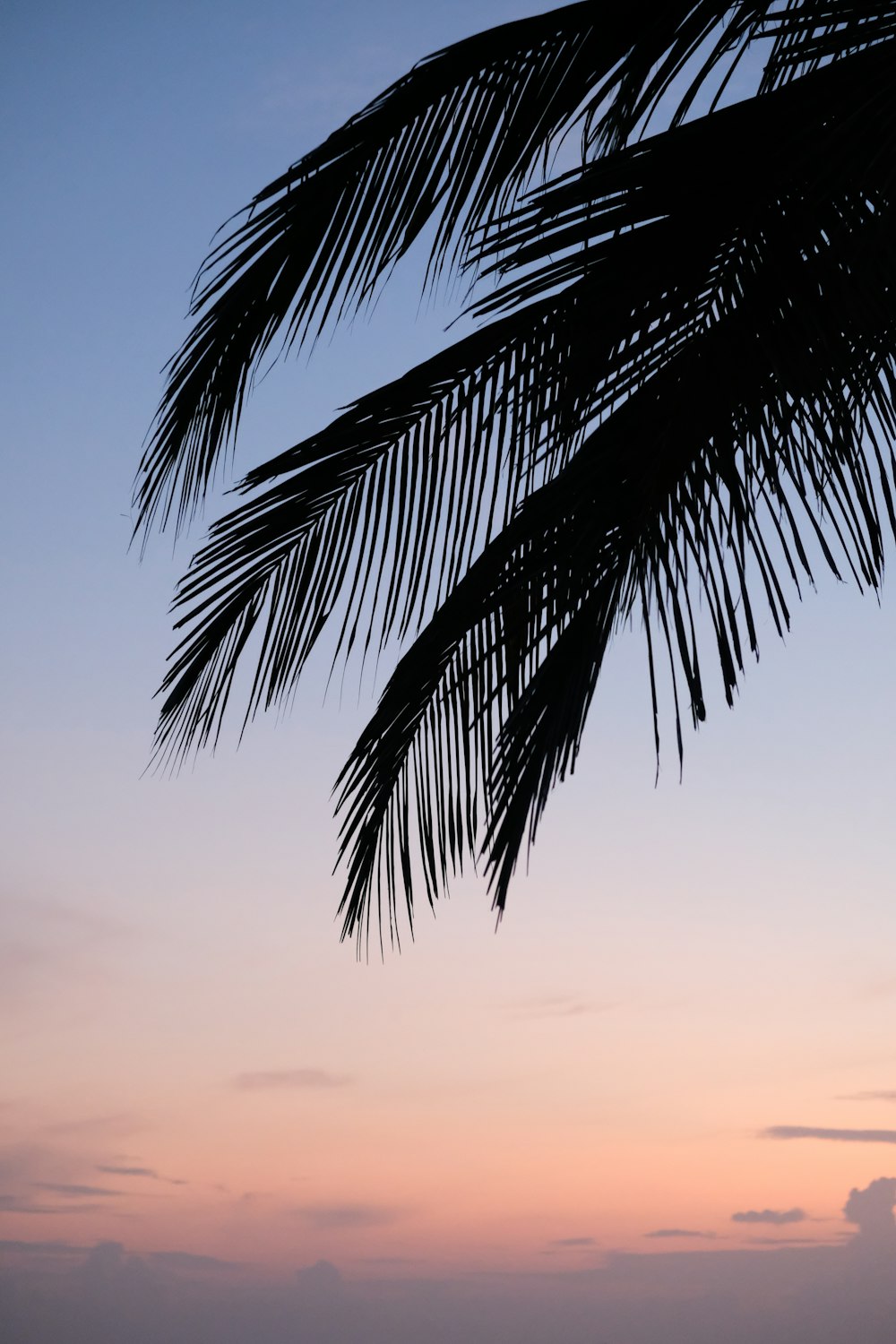 hanging green leaves during golden hour