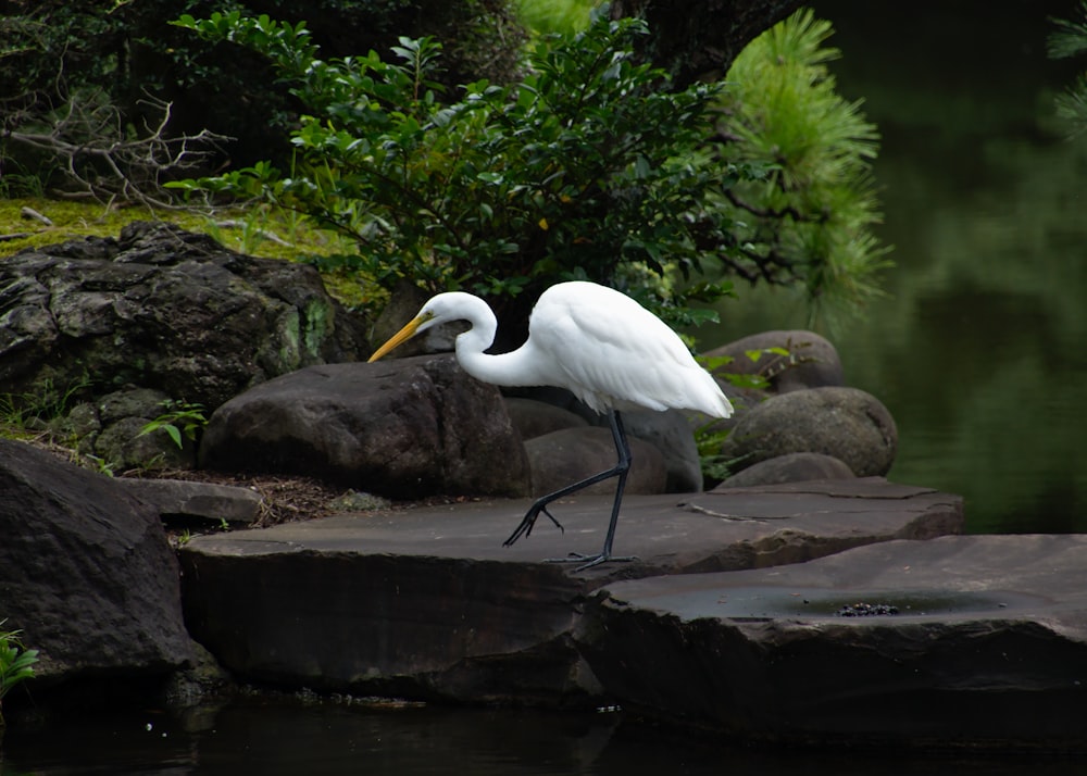 white bird on rock