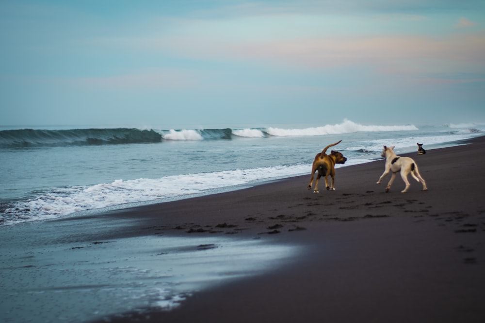 três cachorros à beira-mar