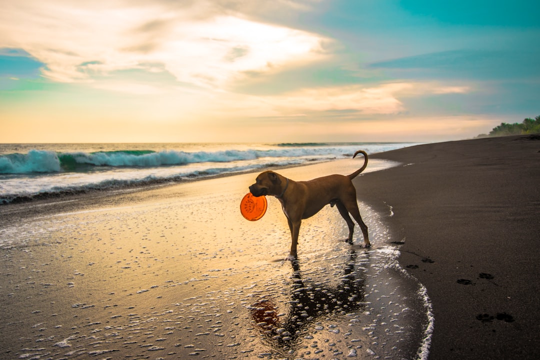 Discover 31 Dog-Friendly Beaches in LA and Orange Counties for Memorable Adventures with Your Furry Friend!