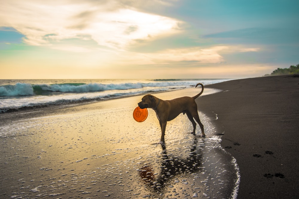Hund mit orangefarbenem Ball an der Küste