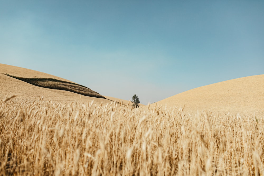 wheat field