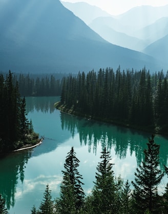 body of water and pine trees