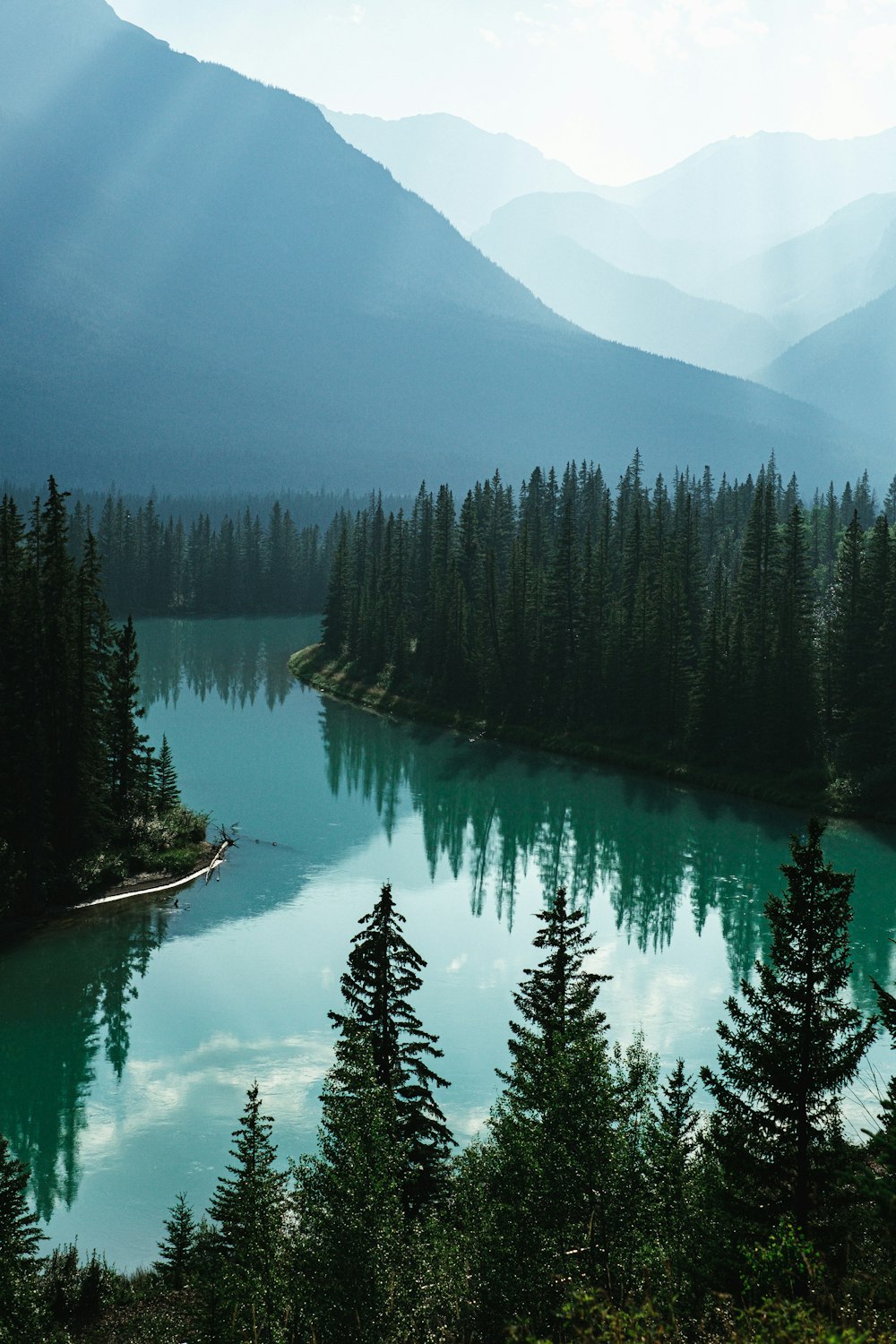 body of water and pine trees