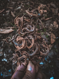 Close-up of hands holding a handful of dried moringa leaves ready for packaging.