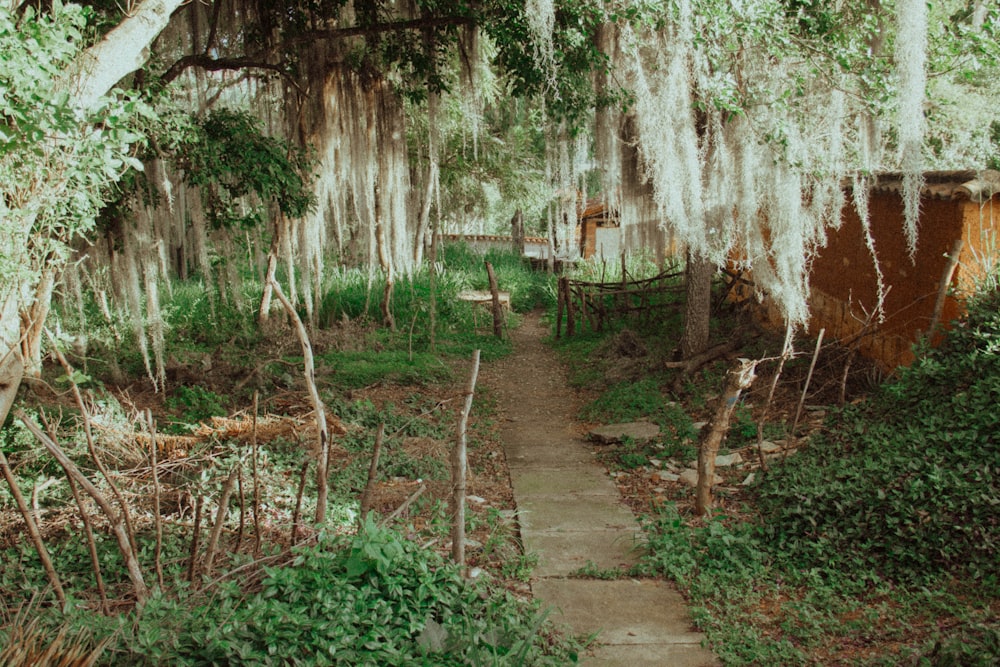 forest pathways photo during daytime