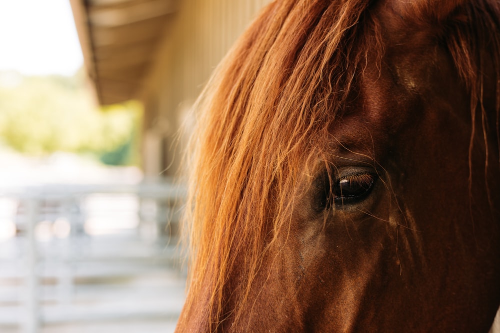 horse head