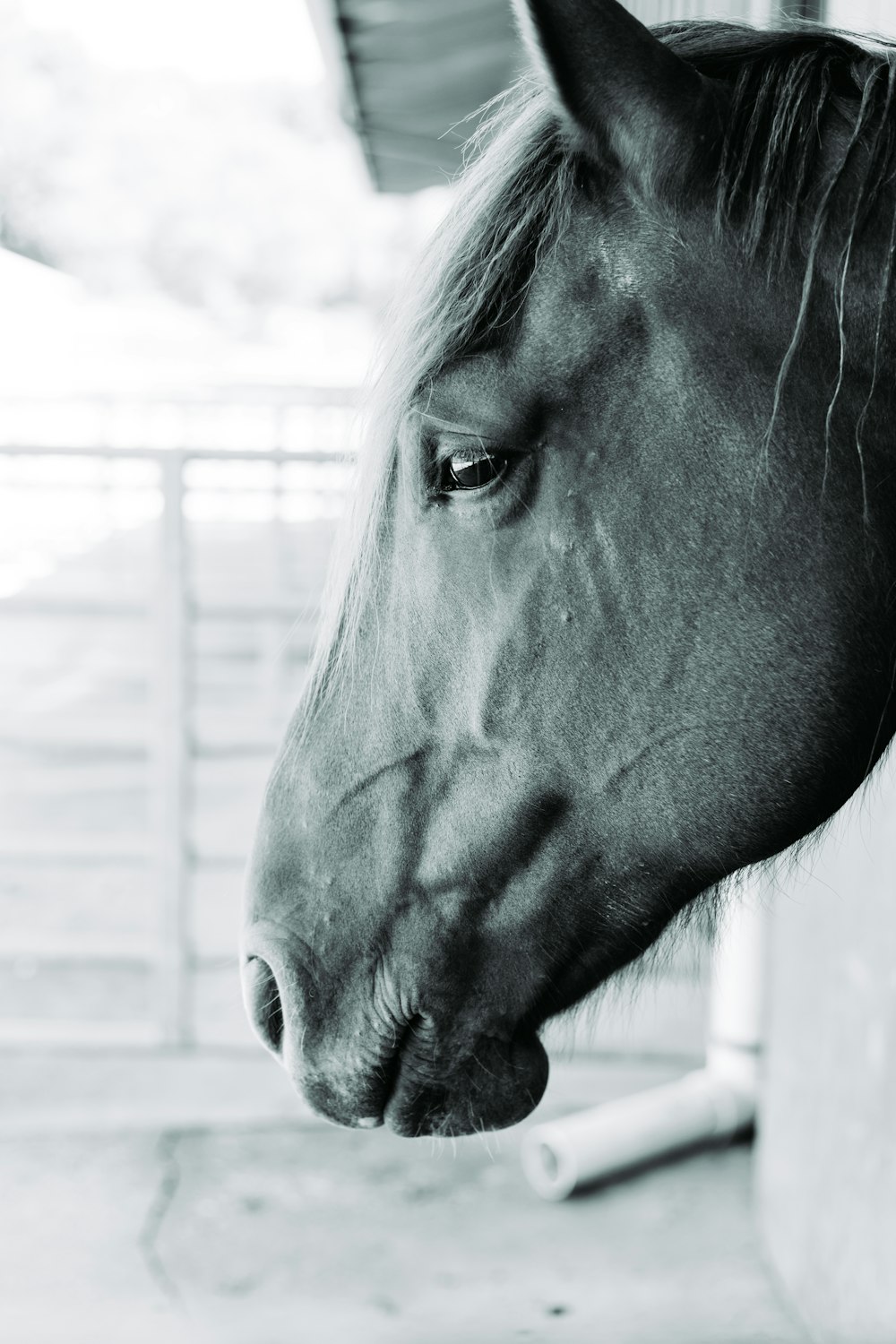 grayscale photography of horse