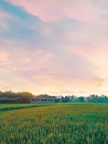 A serene landscape featuring a lush green field under a picturesque sky at sunset. The sky is painted with hues of pink, orange, and blue. Trees and small structures are visible along the horizon, providing a peaceful rural setting.
