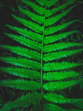 Elegant botanical illustration of a wild fern leaf with fine detail.