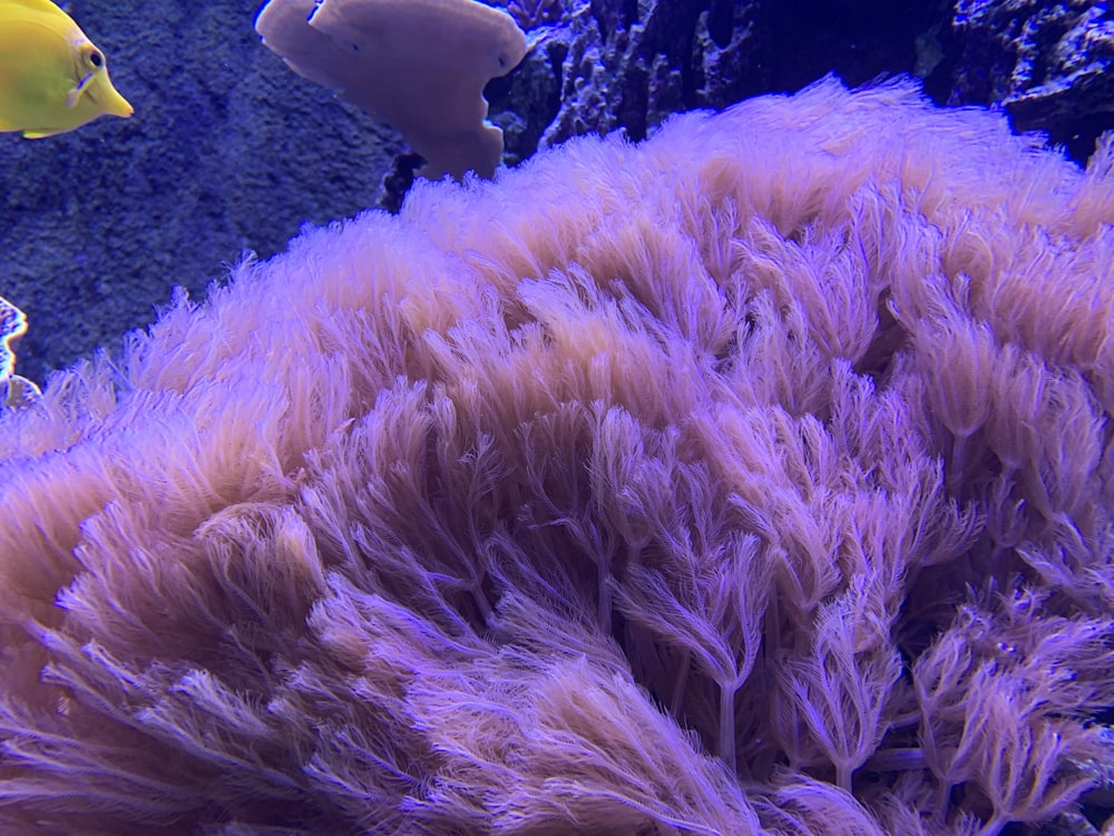 a group of fish swimming around a coral