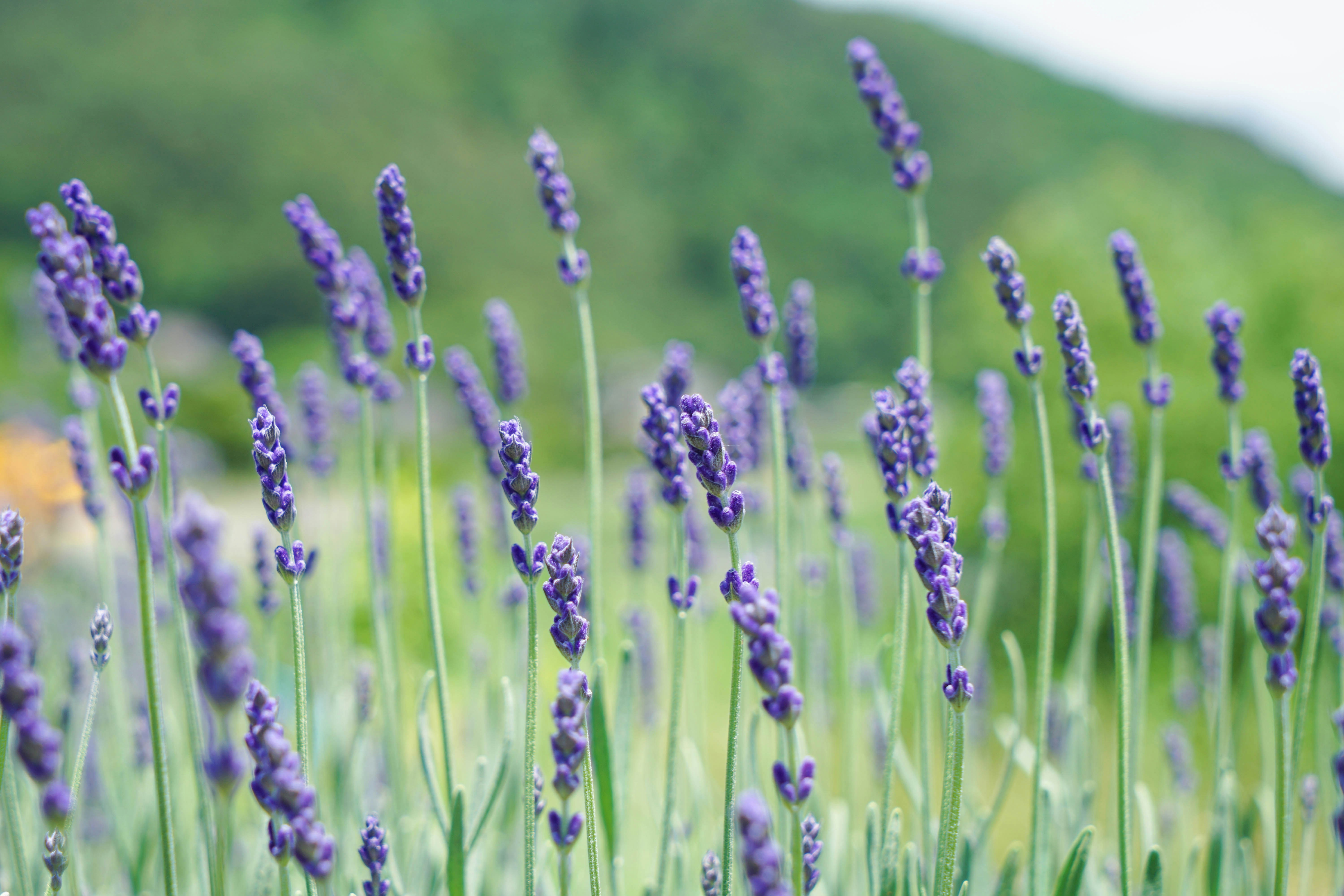 purple petaled flowers close-up photography