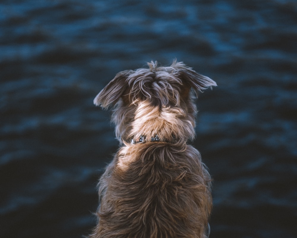 short-coated tan dog