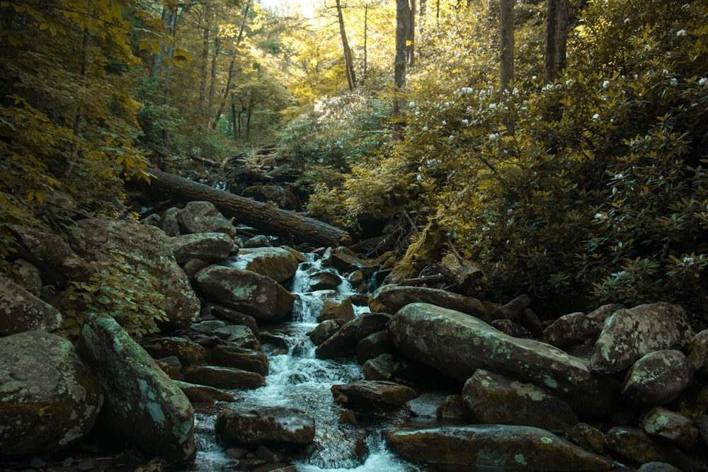 a stream running through a lush green forest