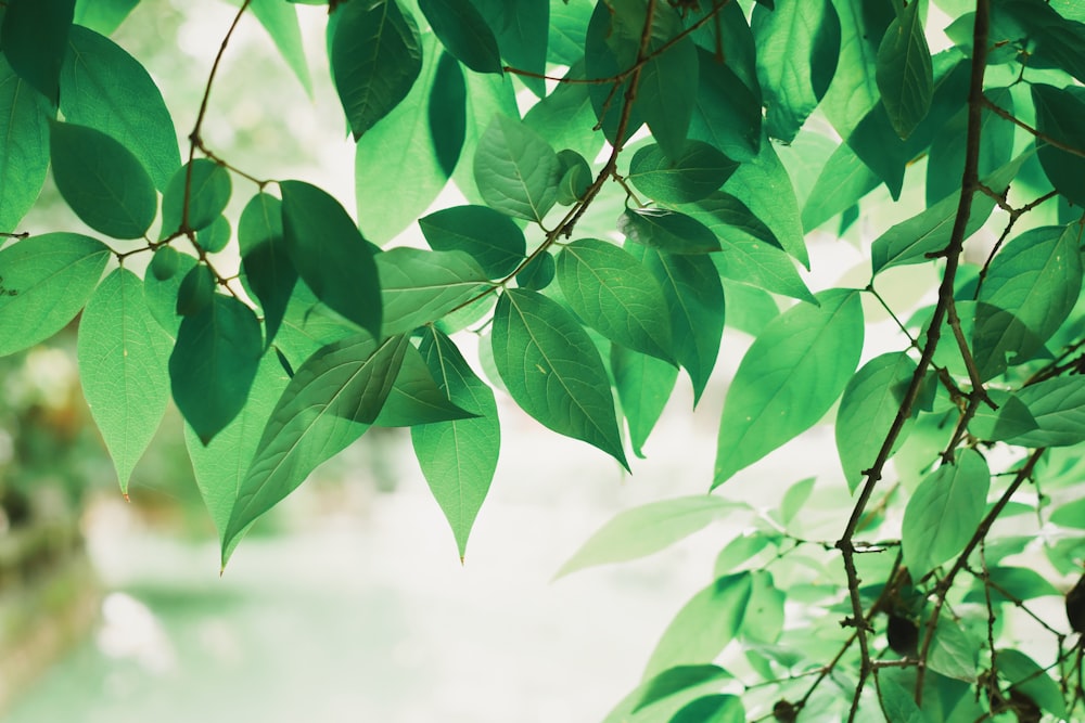 green leafed plant