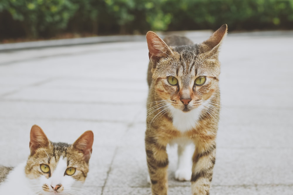 brown tabby cat standing beside another cat