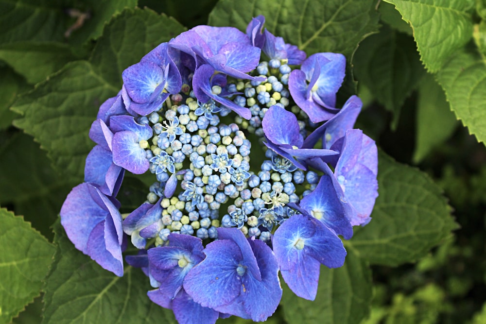 blue flowers and green leaves