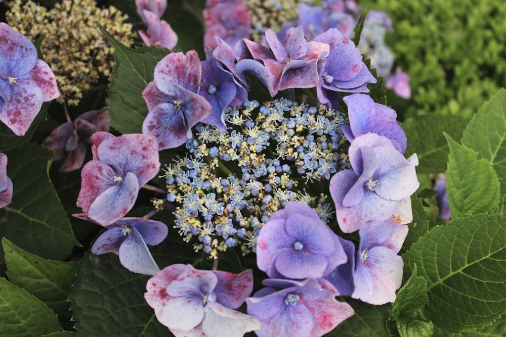 a close up of a bunch of purple flowers