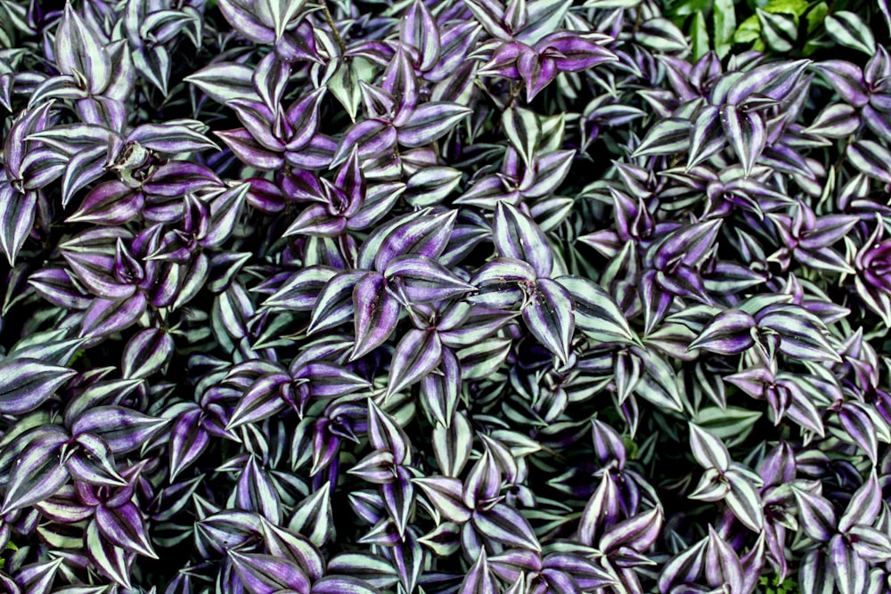 closeup photo of purple-and-green leafed plants