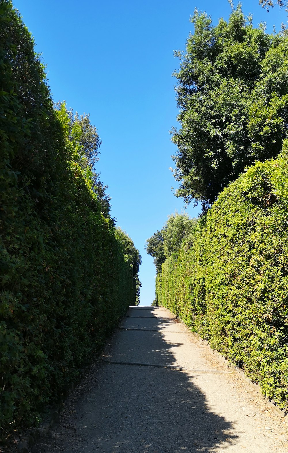 árbol verde