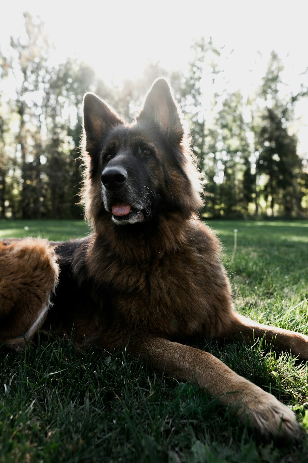 tan and black dog in park