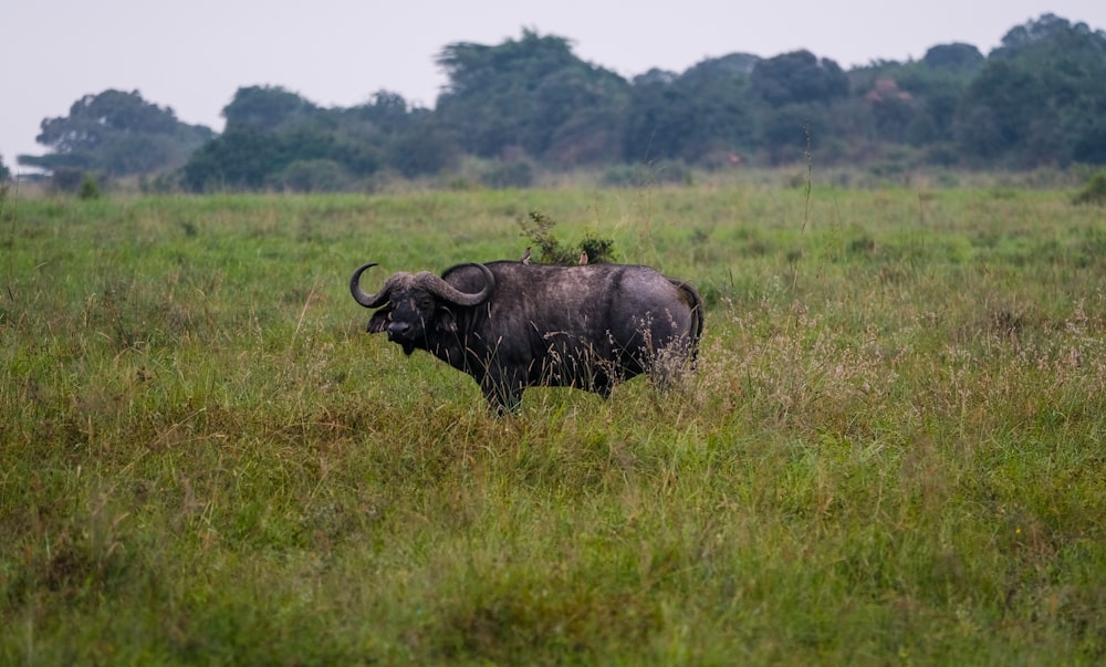 shallow focus photo of water buffalo on grass field