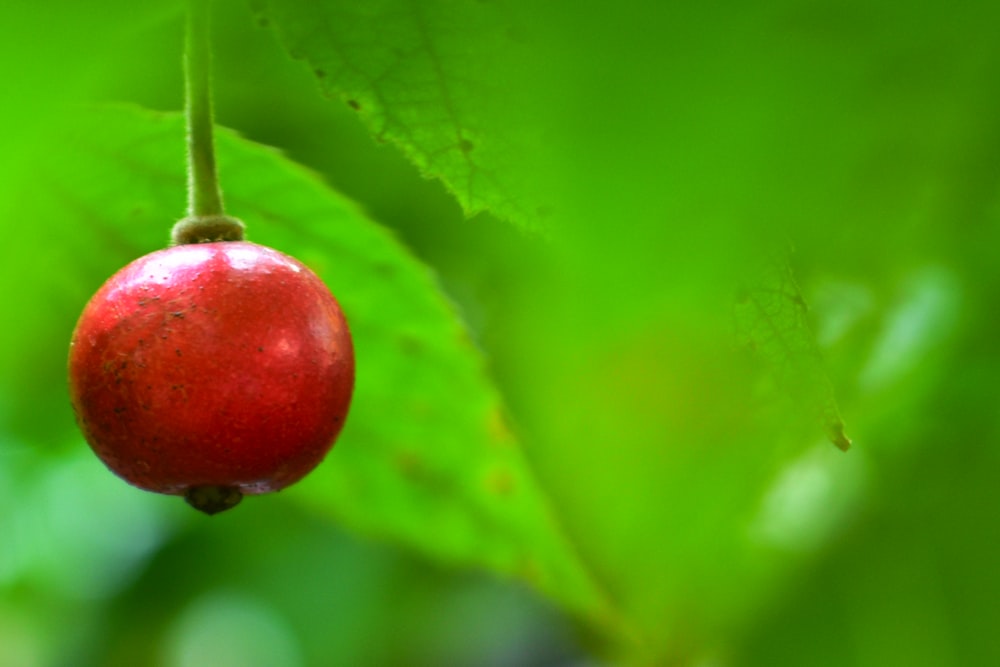 a red berry hanging from a green leaf