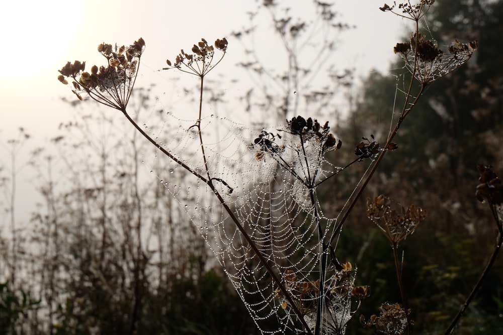 a close up of a plant with dew on it