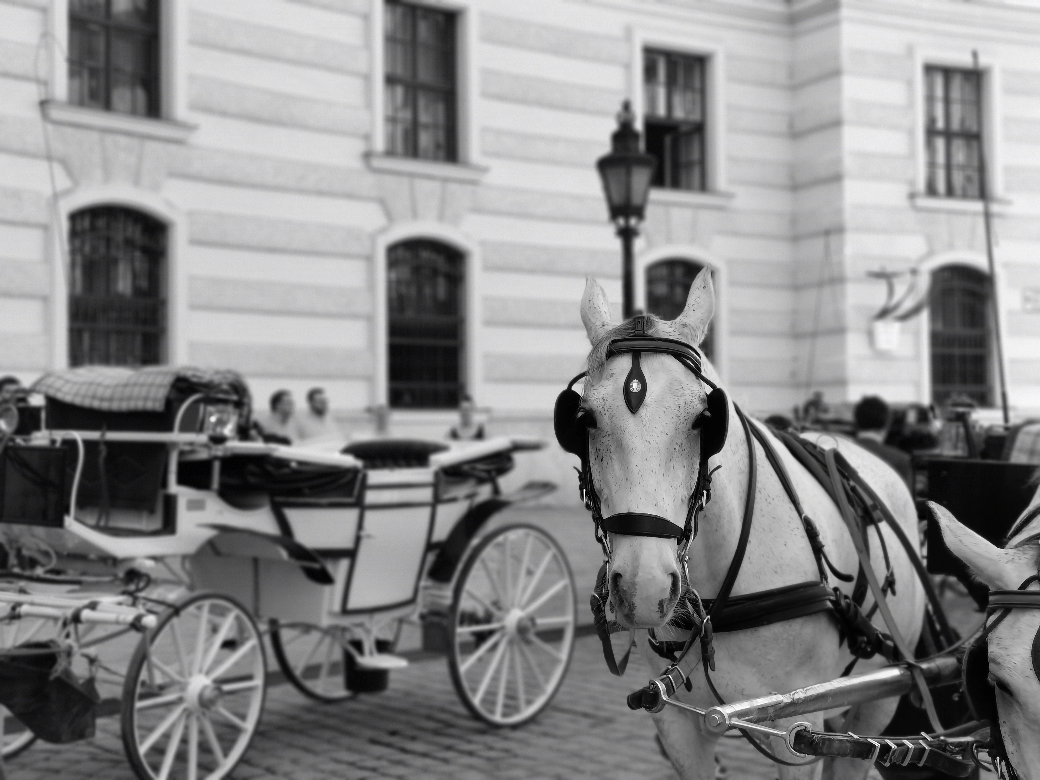Grayscale photography of horse carriages in the street photo Free