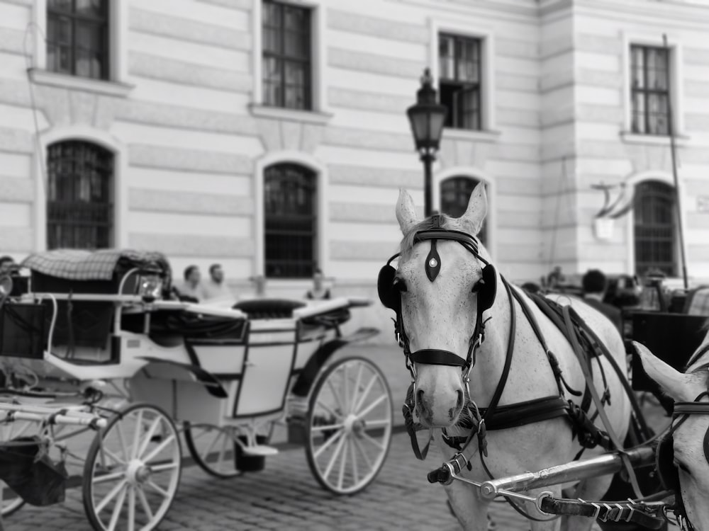 grayscale photography of horse carriages in the street
