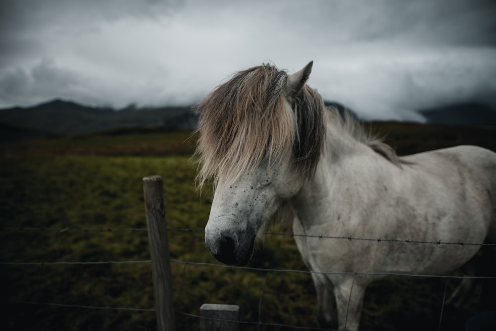 white horse near fence