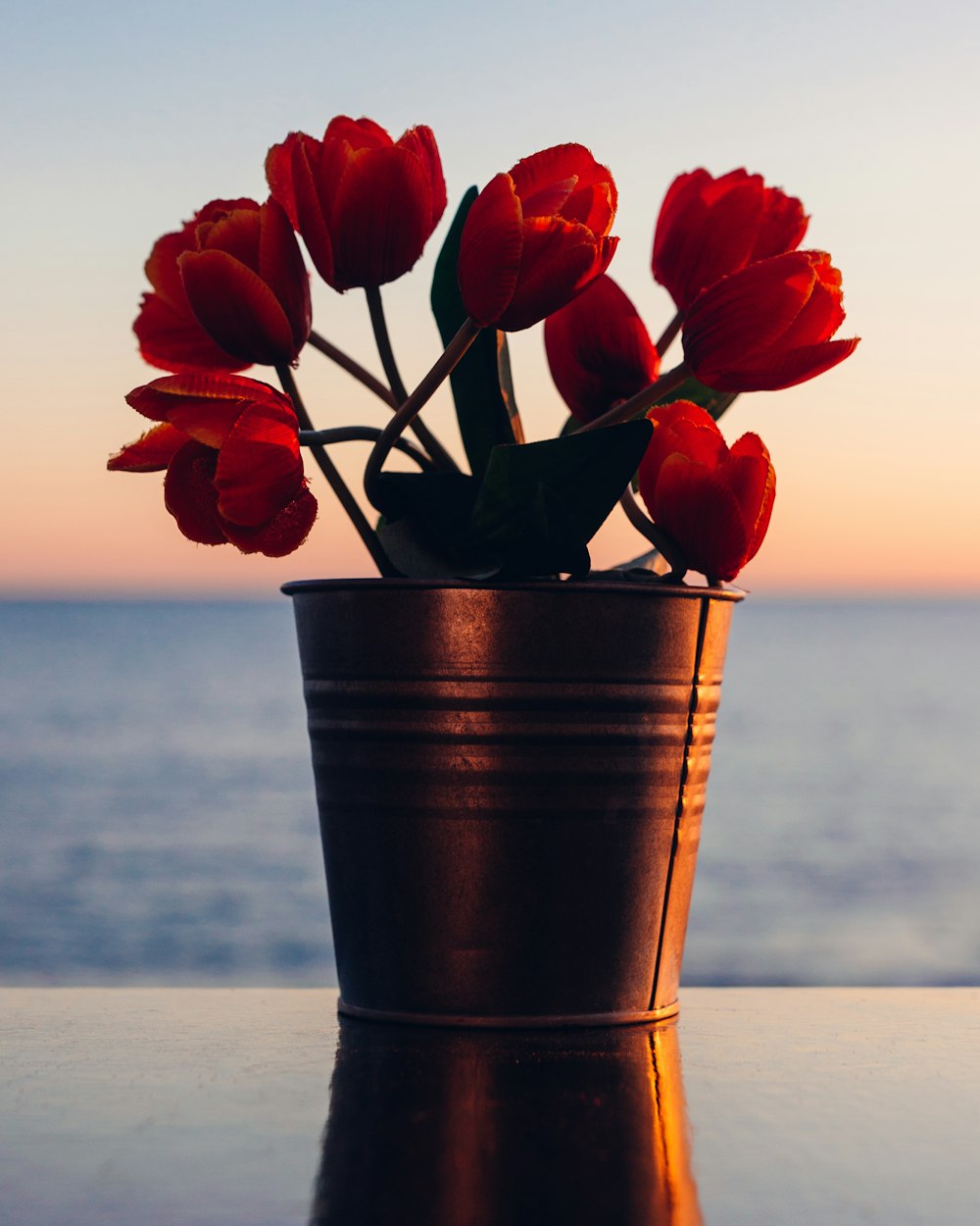 red tulips in bucket