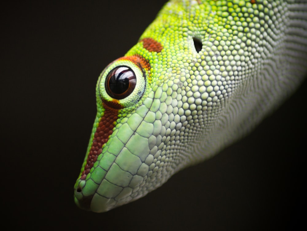 closeup photo of green and white lizard