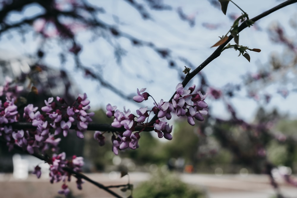 purple petaled flower