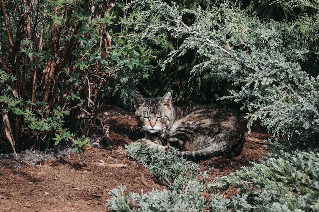 brown tabby cat hiding near green leaf plants