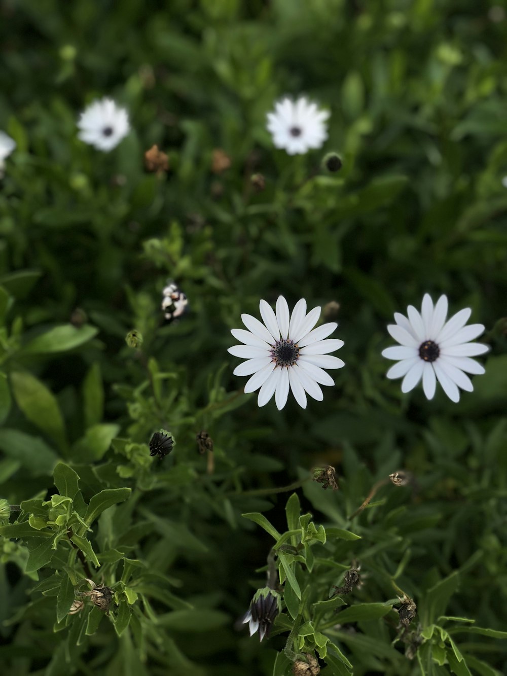 white petaled flowers