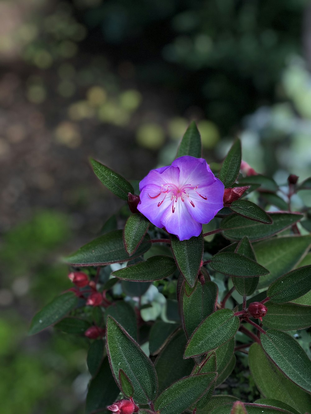 purple-petaled flower