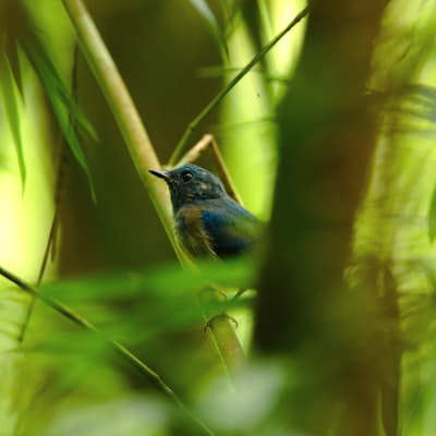 selective focus photography of a blue bird perching on a branch