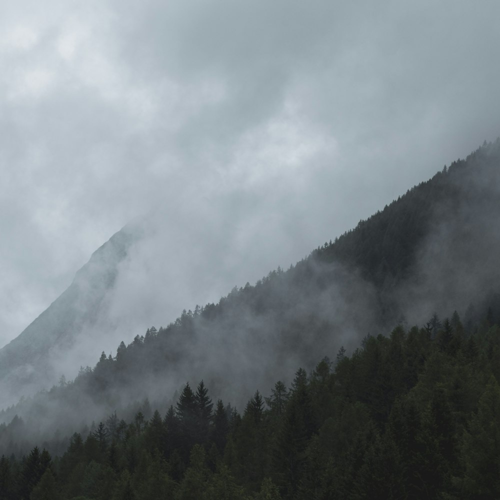 silhouette of trees during cloudy day