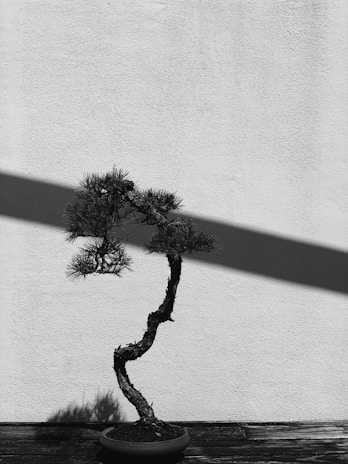 Artistic shot of a bonsai tree silhouette framed by soft shadows on a black background.