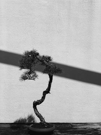 Elegant bonsai diorama with subtle shadows and bronze highlights on a deep black background.