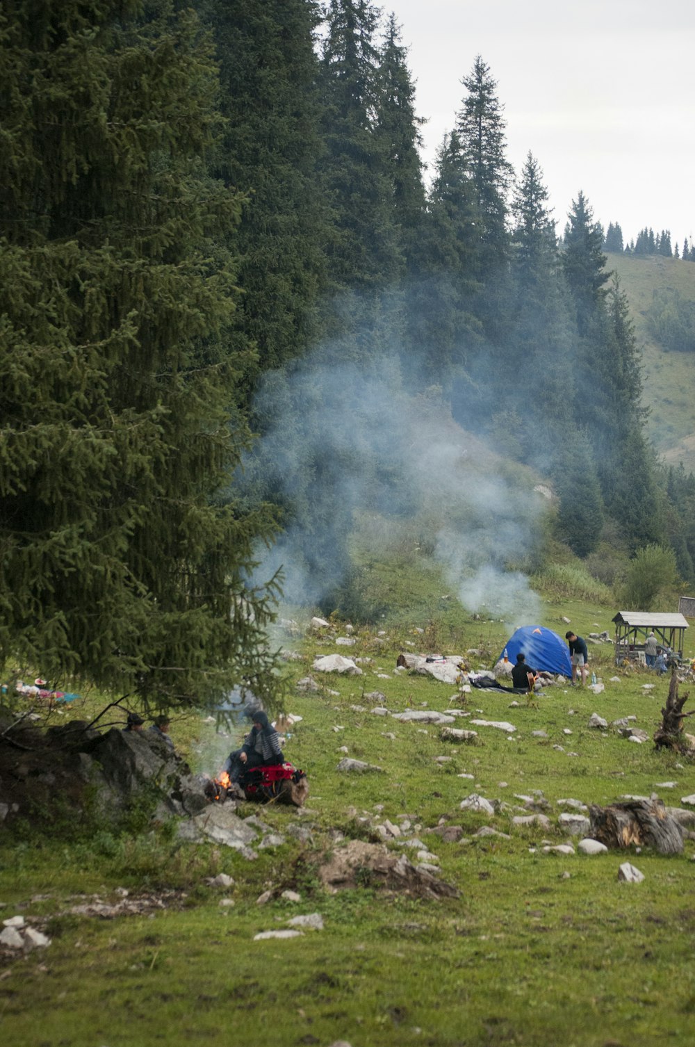 smoke coming out of trees