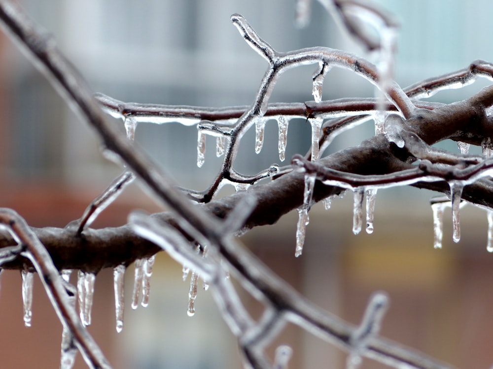 ghiaccioli sul ramo dell'albero